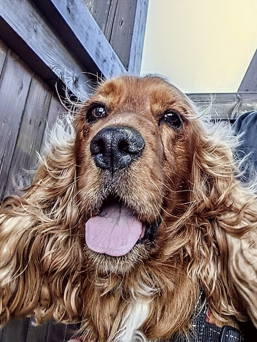 26 sierpnia świętowaliśmy Międzynarodowy Dzień Psa. Oto pupile naszych Czytelników.