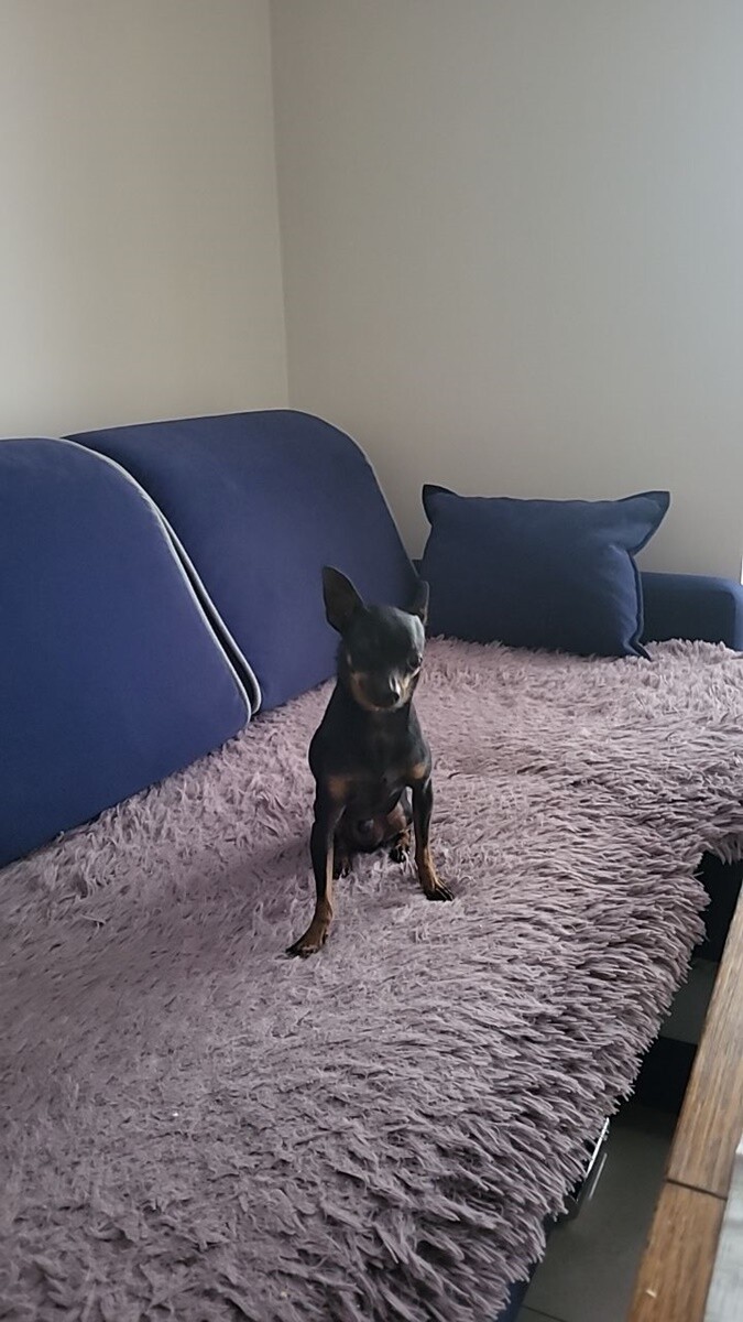 26 sierpnia świętowaliśmy Międzynarodowy Dzień Psa. Oto pupile naszych Czytelników.