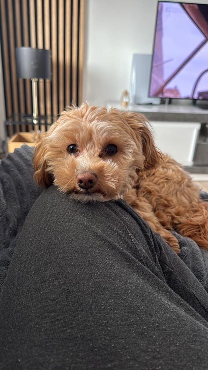 26 sierpnia świętowaliśmy Międzynarodowy Dzień Psa. Oto pupile naszych Czytelników.