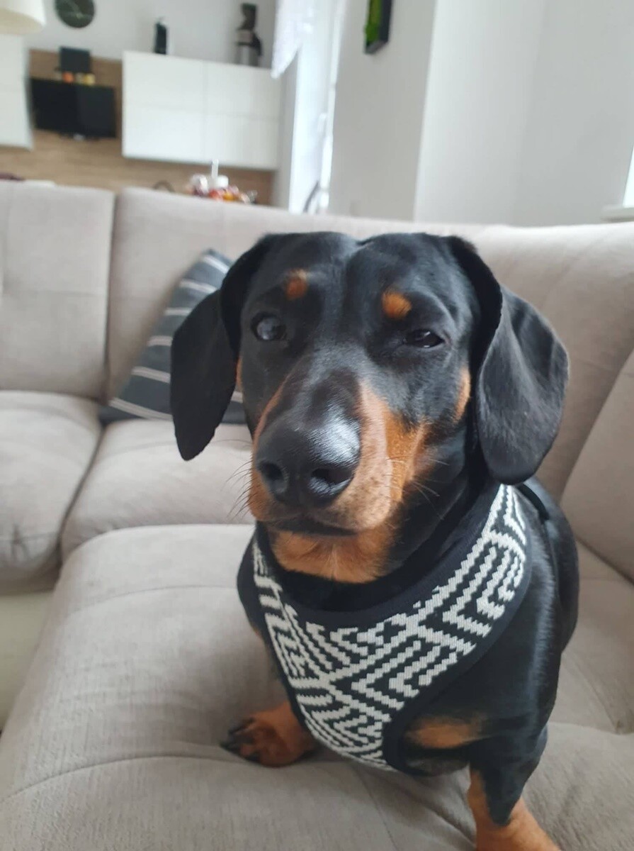 26 sierpnia świętowaliśmy Międzynarodowy Dzień Psa. Oto pupile naszych Czytelników.