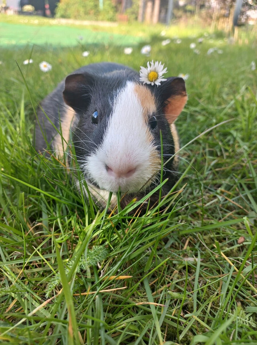 4 października obchodziliśmy Światowy Dzień Zwierząt. Oto pupile naszych Czytelników