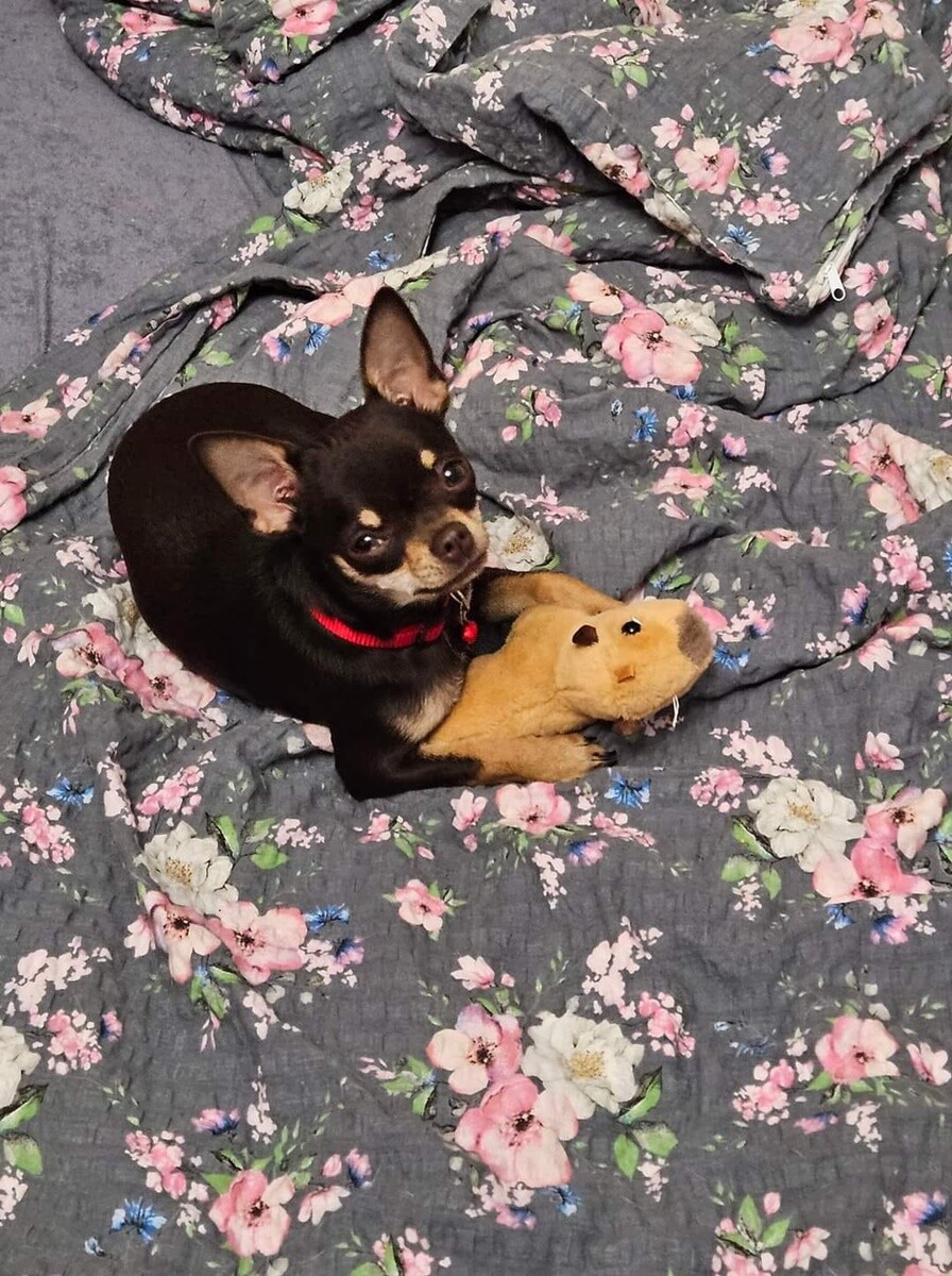 4 października obchodziliśmy Światowy Dzień Zwierząt. Oto pupile naszych Czytelników