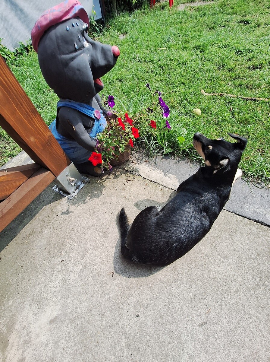 4 października obchodziliśmy Światowy Dzień Zwierząt. Oto pupile naszych Czytelników