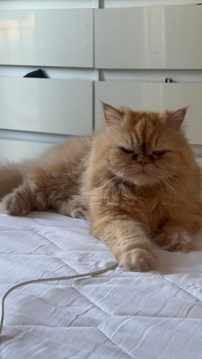 4 października obchodziliśmy Światowy Dzień Zwierząt. Oto pupile naszych Czytelników