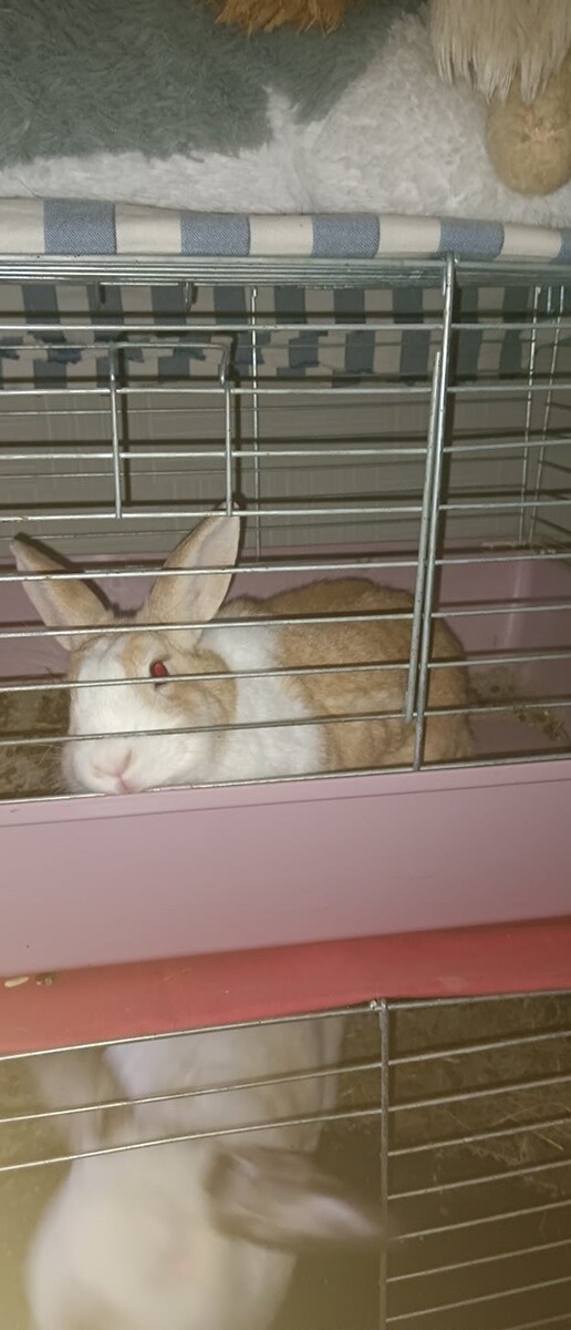 4 października obchodziliśmy Światowy Dzień Zwierząt. Oto pupile naszych Czytelników