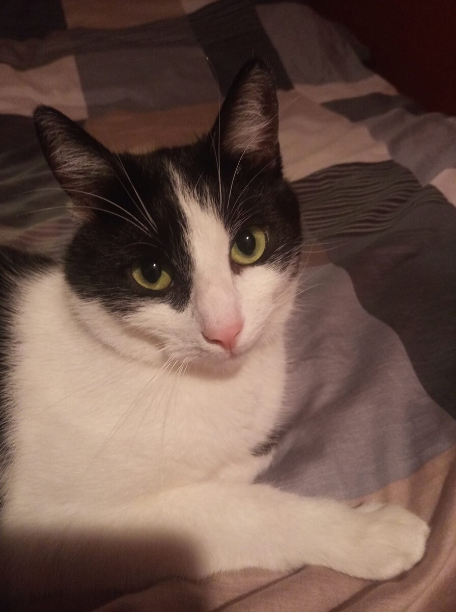 4 października obchodziliśmy Światowy Dzień Zwierząt. Oto pupile naszych Czytelników