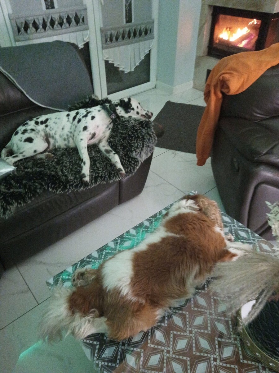 4 października obchodziliśmy Światowy Dzień Zwierząt. Oto pupile naszych Czytelników