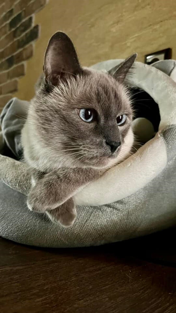 4 października obchodziliśmy Światowy Dzień Zwierząt. Oto pupile naszych Czytelników