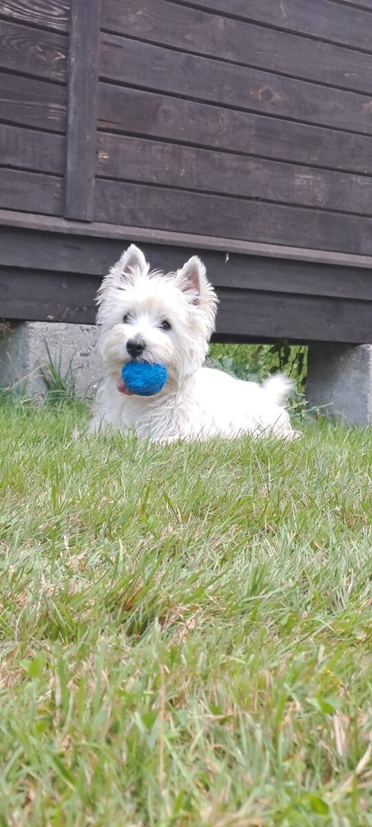 4 października obchodziliśmy Światowy Dzień Zwierząt. Oto pupile naszych Czytelników