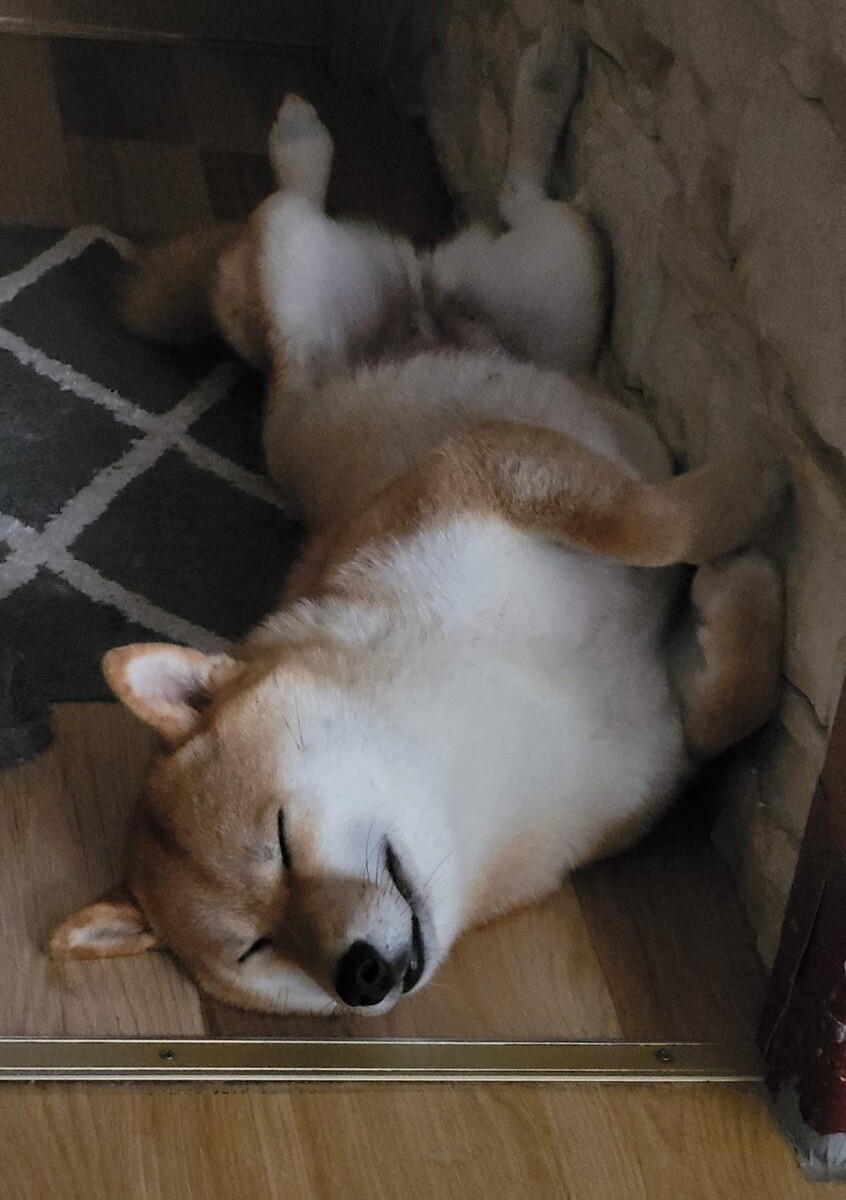 4 października obchodziliśmy Światowy Dzień Zwierząt. Oto pupile naszych Czytelników