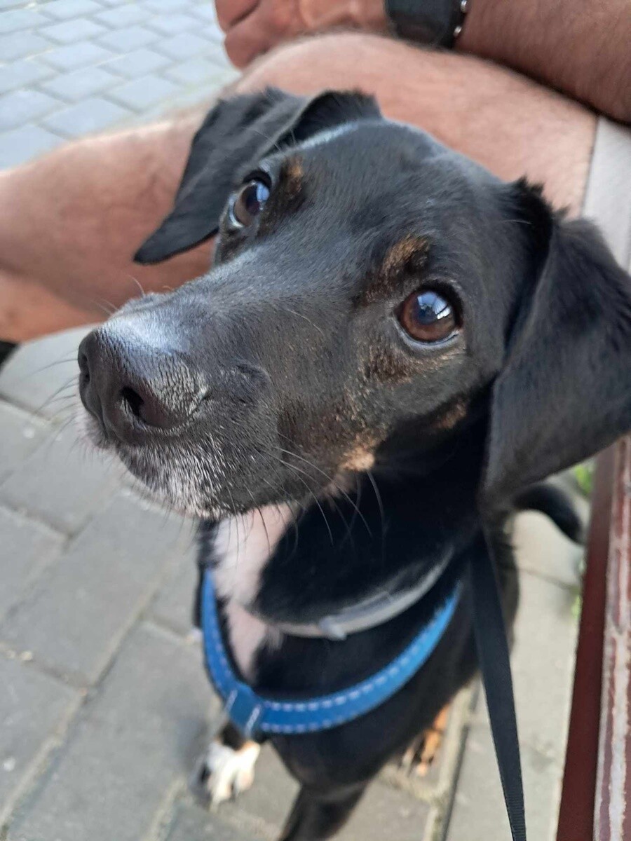 4 października obchodziliśmy Światowy Dzień Zwierząt. Oto pupile naszych Czytelników