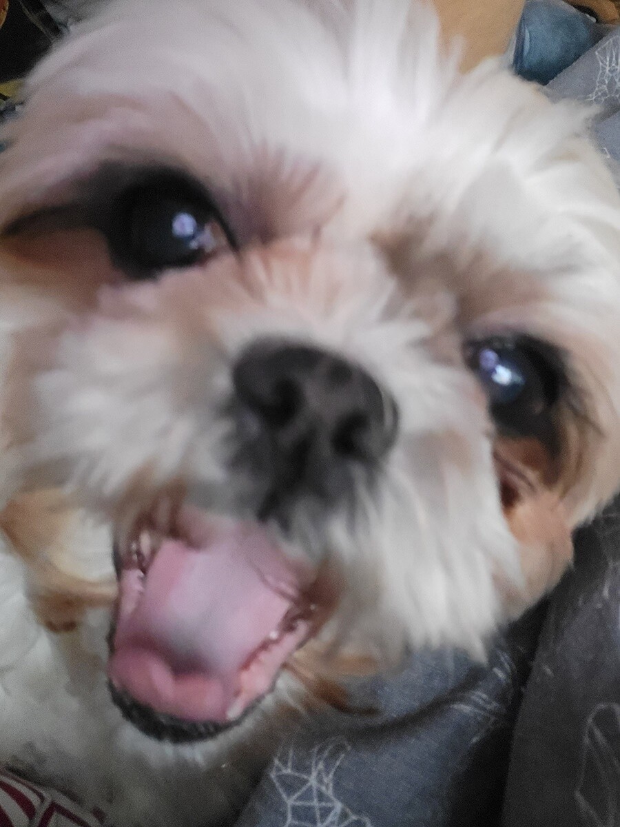 4 października obchodziliśmy Światowy Dzień Zwierząt. Oto pupile naszych Czytelników