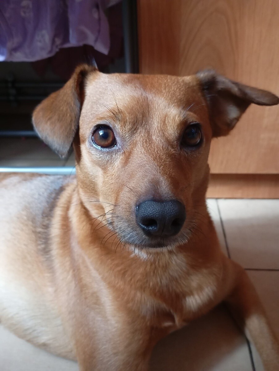 4 października obchodziliśmy Światowy Dzień Zwierząt. Oto pupile naszych Czytelników