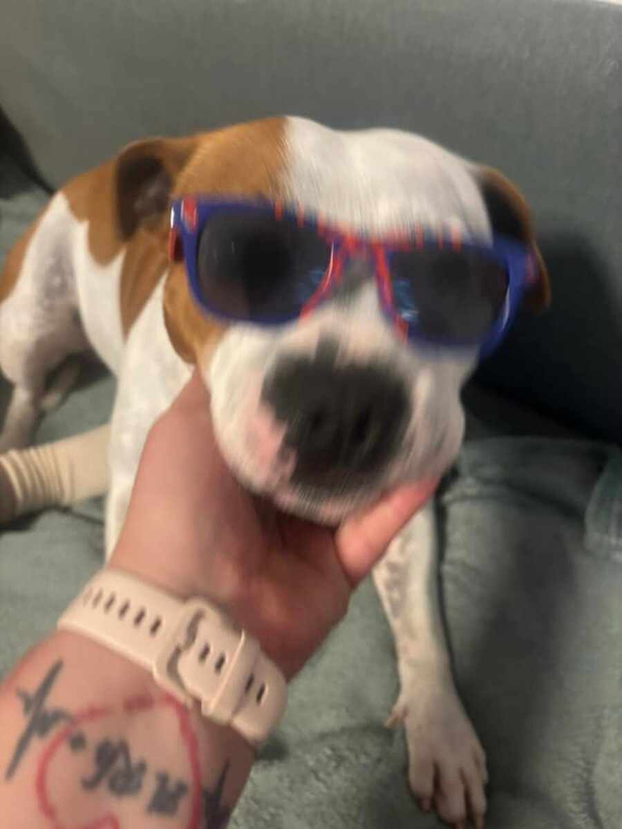 4 października obchodziliśmy Światowy Dzień Zwierząt. Oto pupile naszych Czytelników