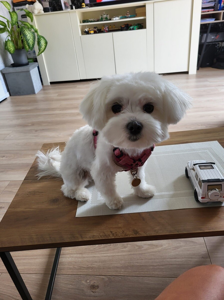 4 października obchodziliśmy Światowy Dzień Zwierząt. Oto pupile naszych Czytelników