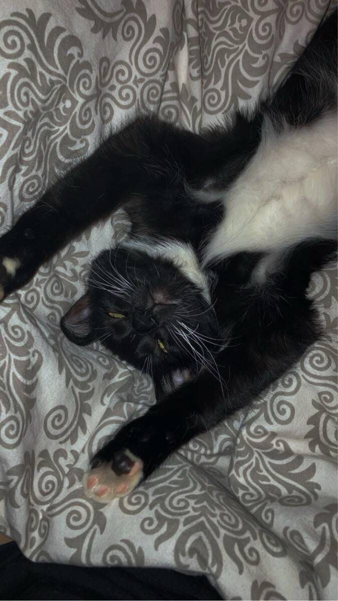 4 października obchodziliśmy Światowy Dzień Zwierząt. Oto pupile naszych Czytelników