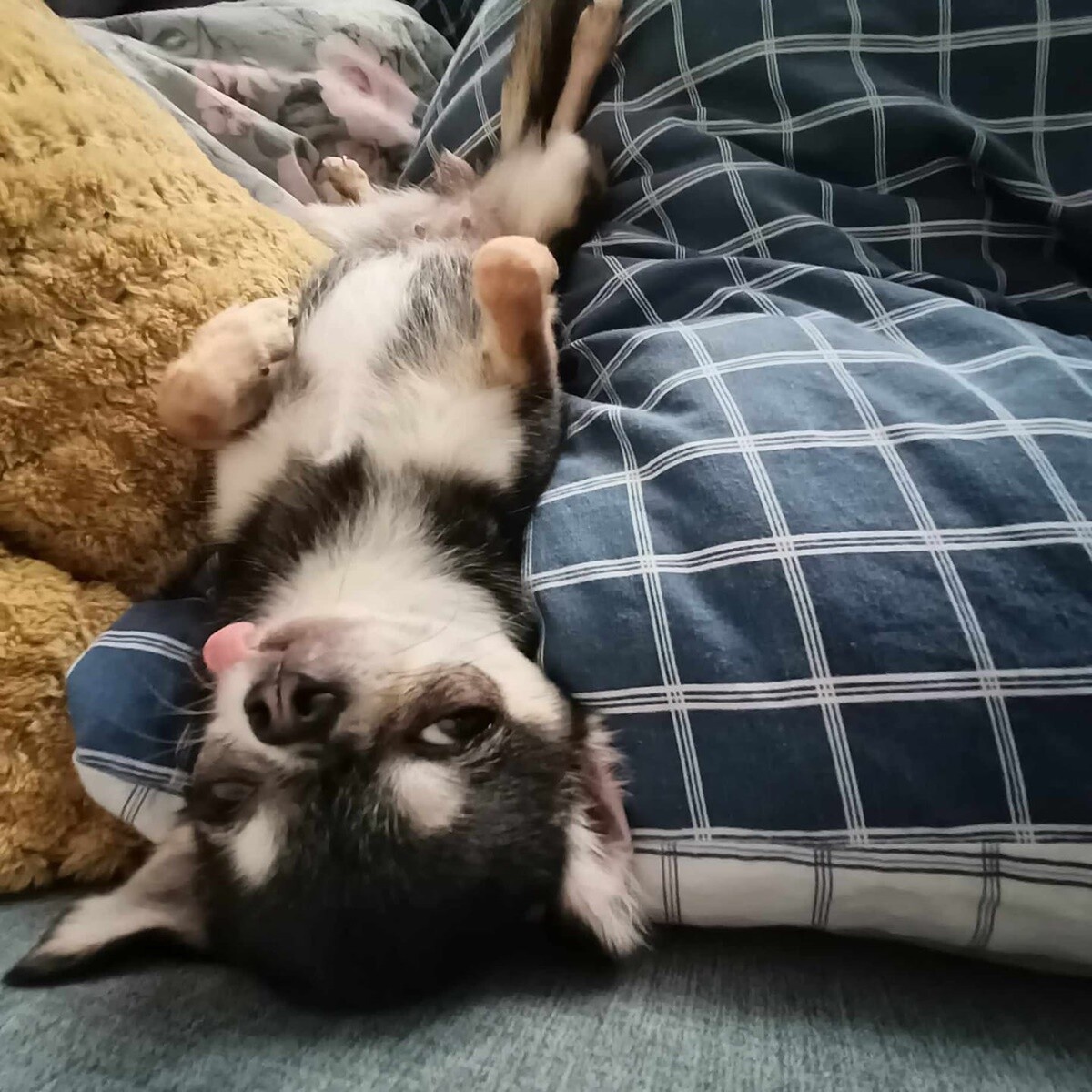 4 października obchodziliśmy Światowy Dzień Zwierząt. Oto pupile naszych Czytelników