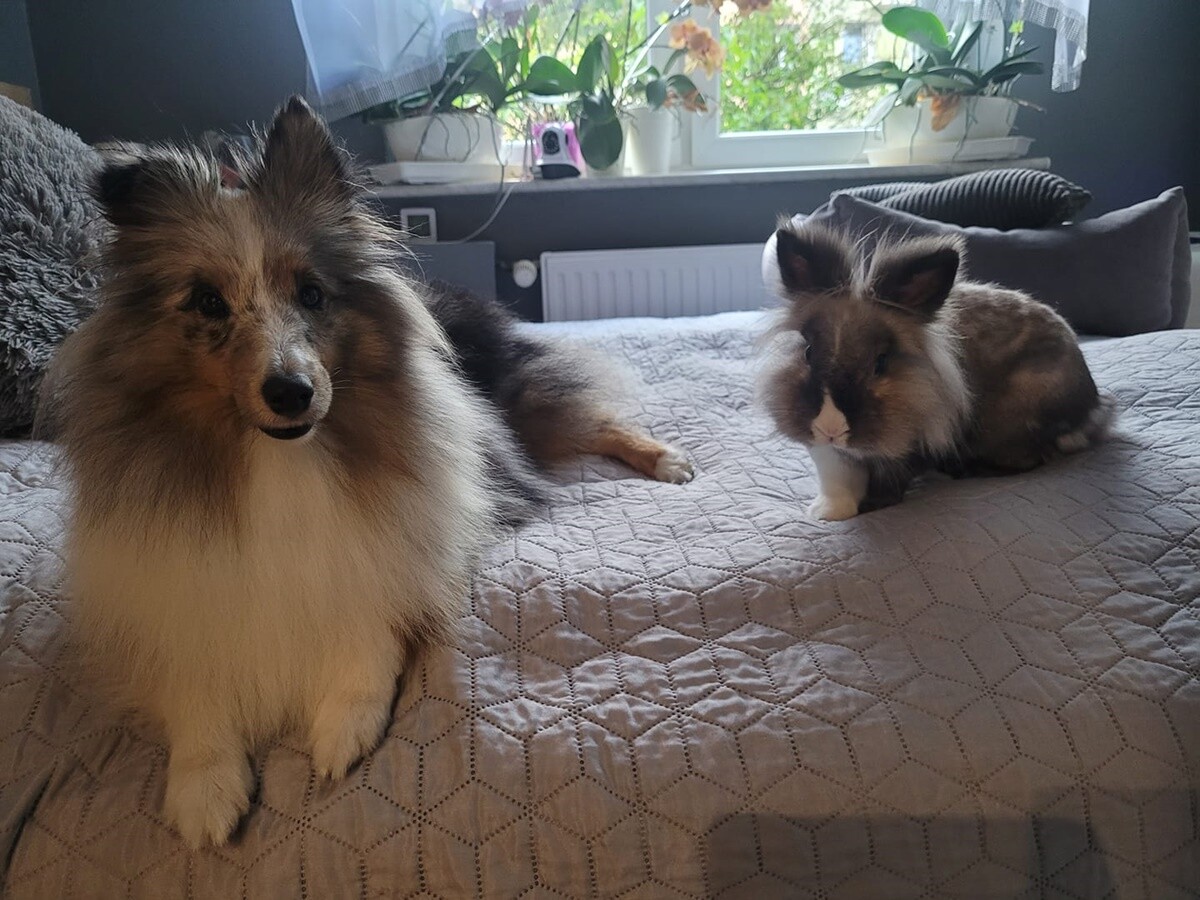 4 października obchodziliśmy Światowy Dzień Zwierząt. Oto pupile naszych Czytelników