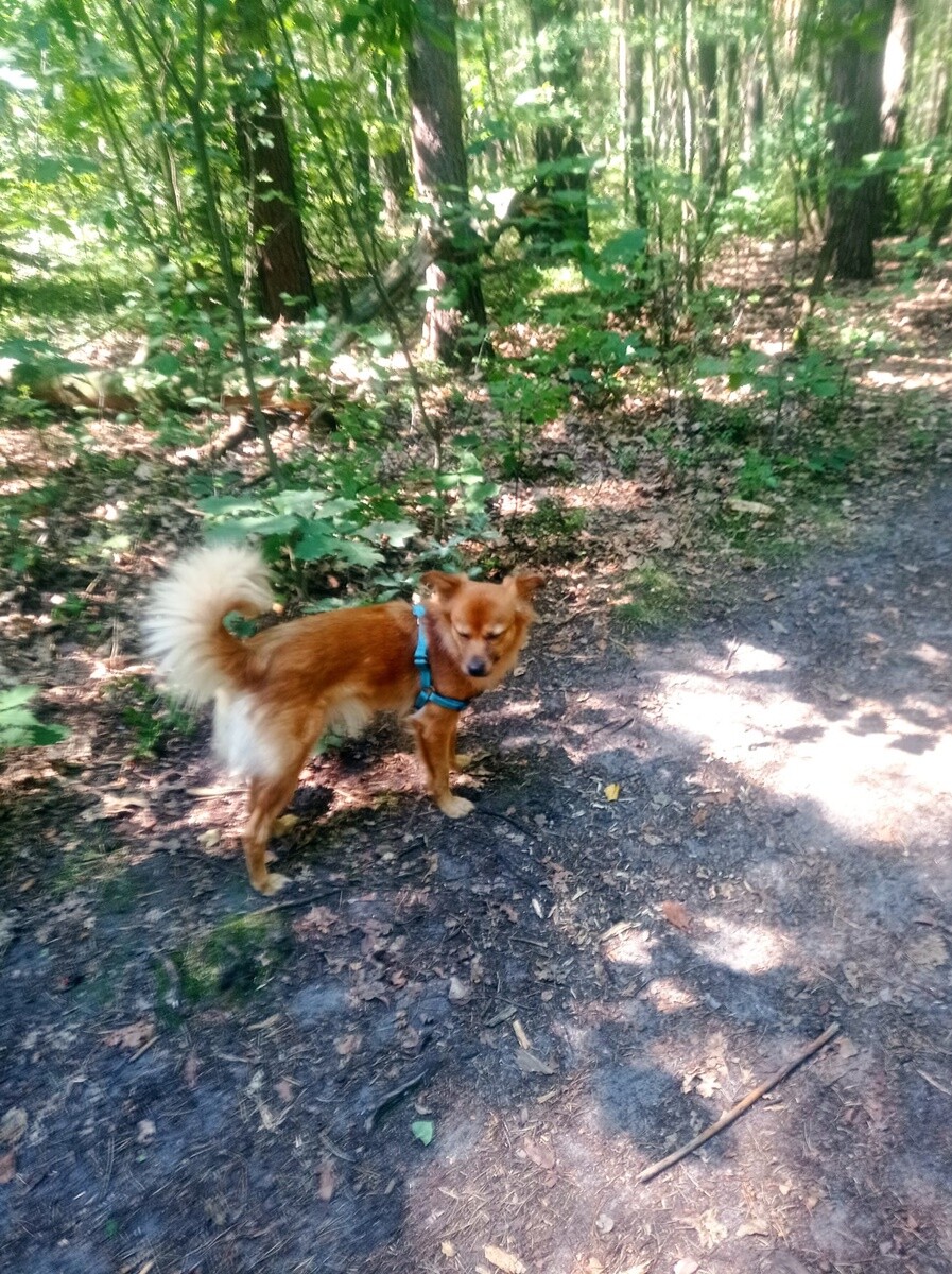 4 października obchodziliśmy Światowy Dzień Zwierząt. Oto pupile naszych Czytelników