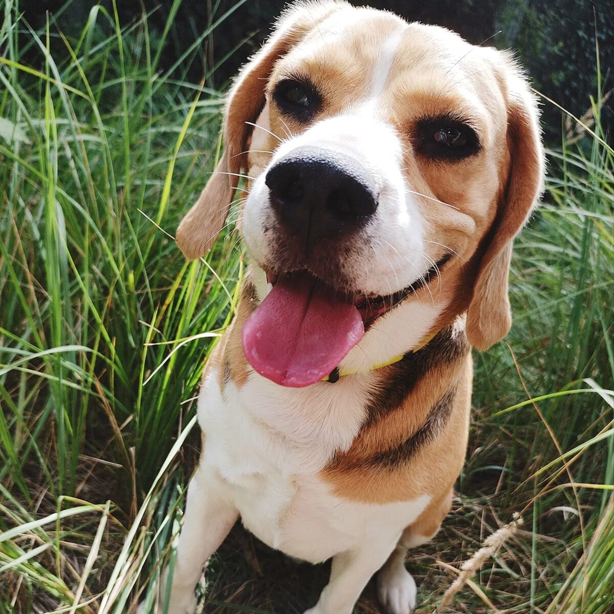 4 października obchodziliśmy Światowy Dzień Zwierząt. Oto pupile naszych Czytelników