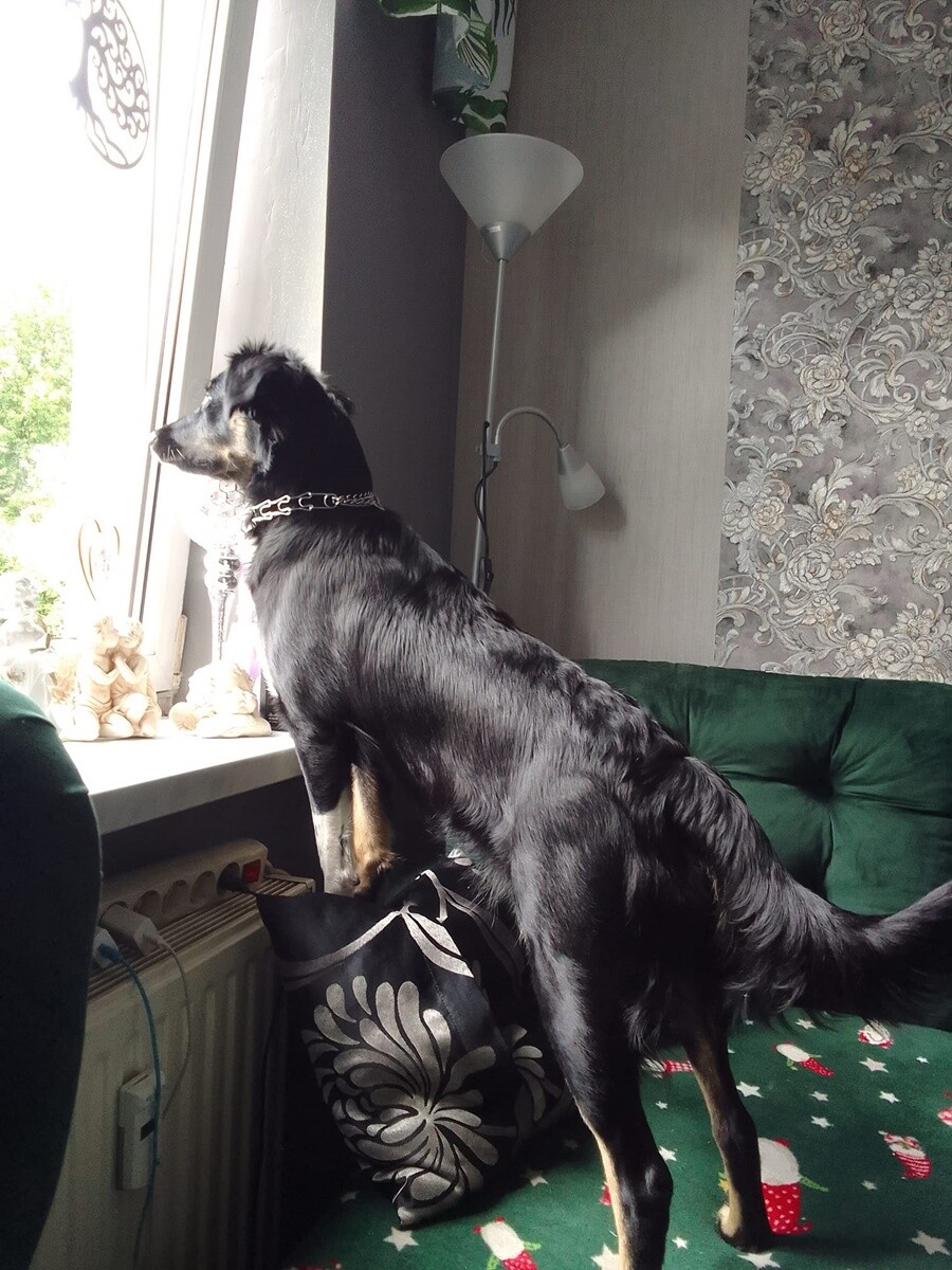 4 października obchodziliśmy Światowy Dzień Zwierząt. Oto pupile naszych Czytelników