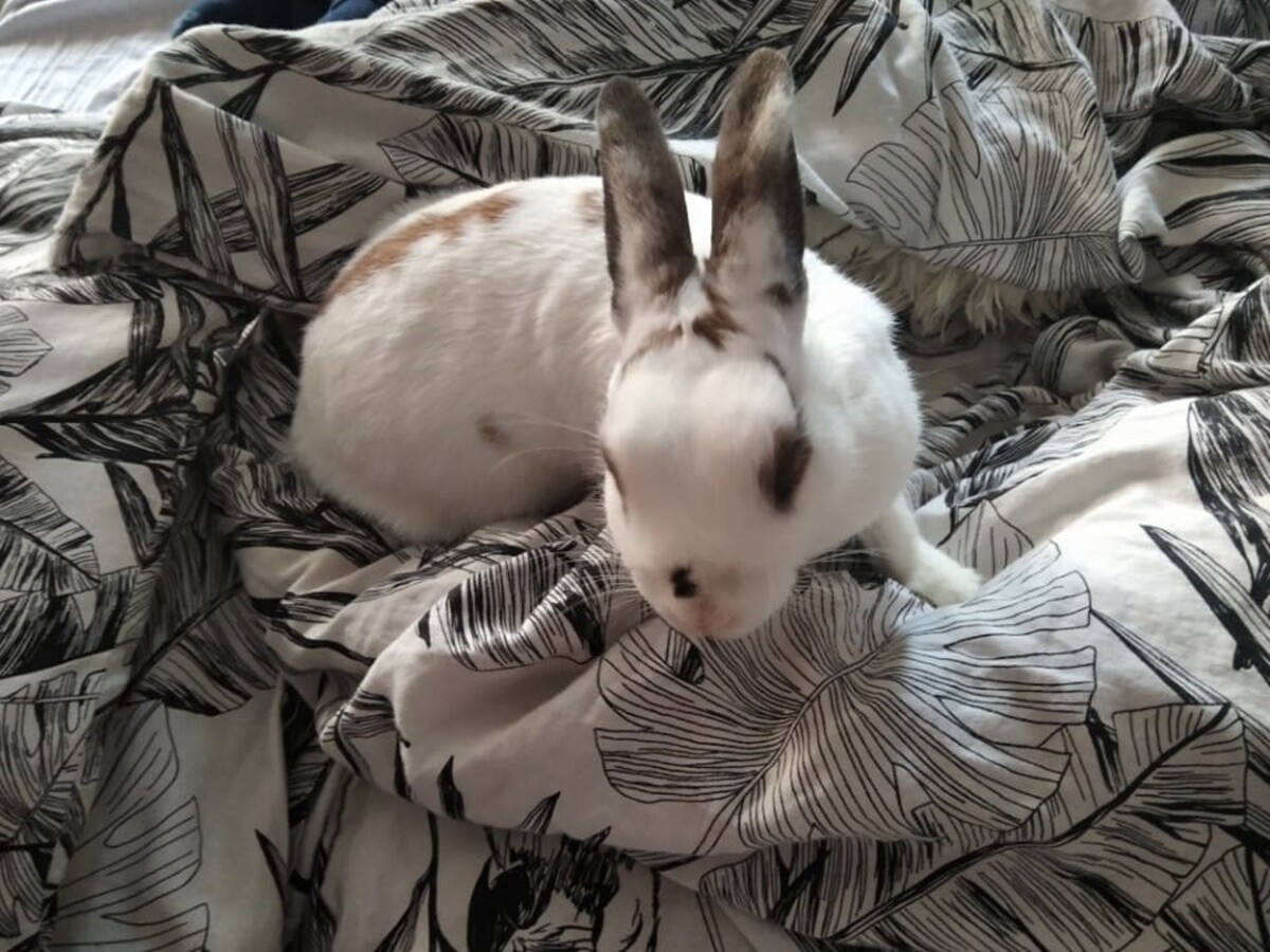 4 października obchodziliśmy Światowy Dzień Zwierząt. Oto pupile naszych Czytelników