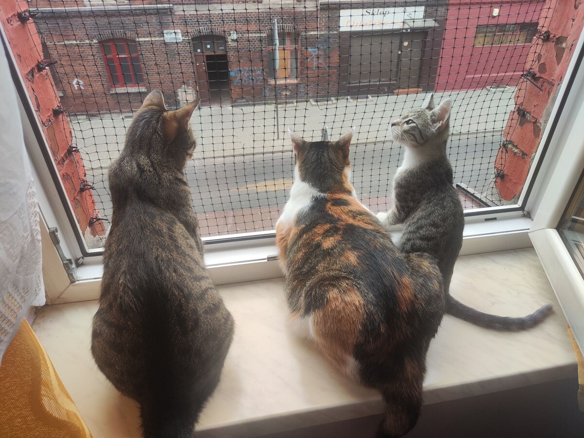 4 października obchodziliśmy Światowy Dzień Zwierząt. Oto pupile naszych Czytelników