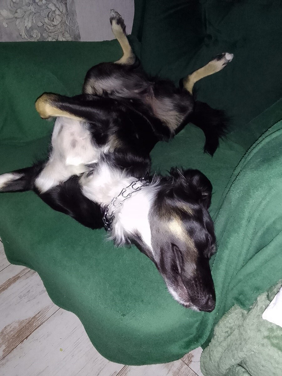 4 października obchodziliśmy Światowy Dzień Zwierząt. Oto pupile naszych Czytelników