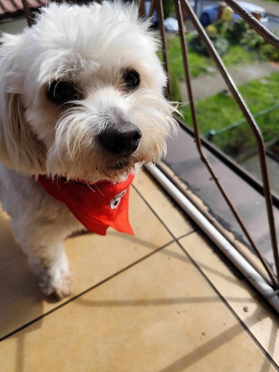 4 października obchodziliśmy Światowy Dzień Zwierząt. Oto pupile naszych Czytelników