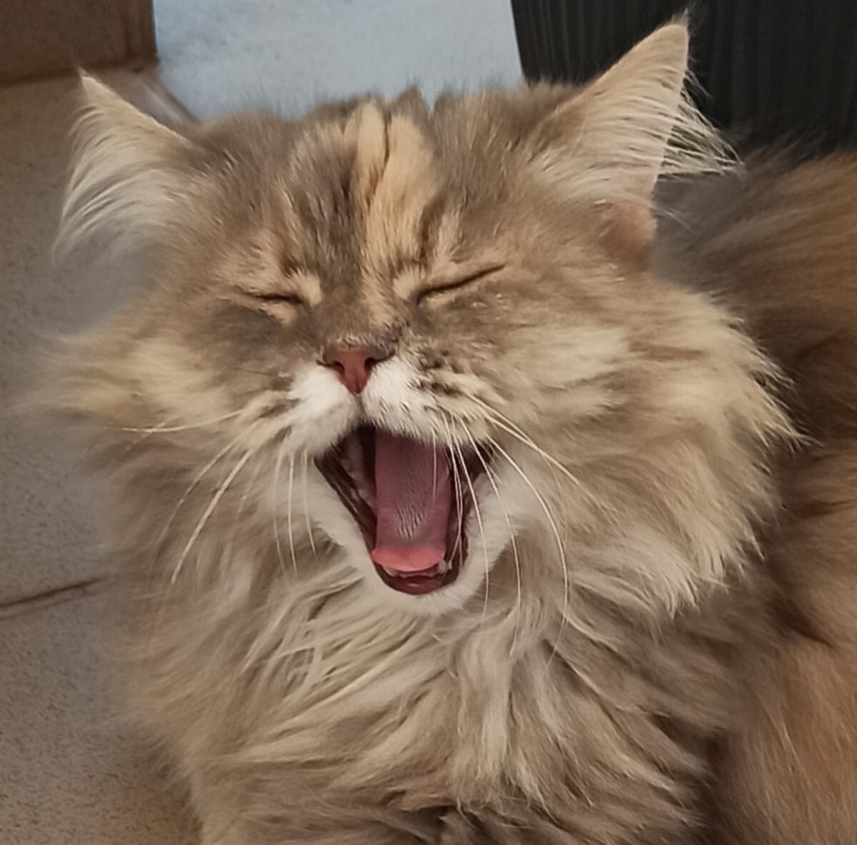 4 października obchodziliśmy Światowy Dzień Zwierząt. Oto pupile naszych Czytelników