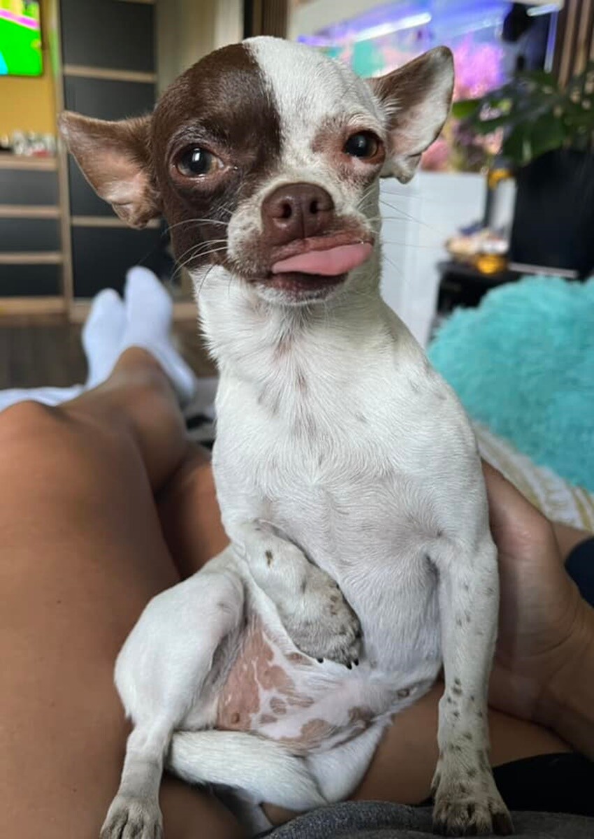 4 października obchodziliśmy Światowy Dzień Zwierząt. Oto pupile naszych Czytelników