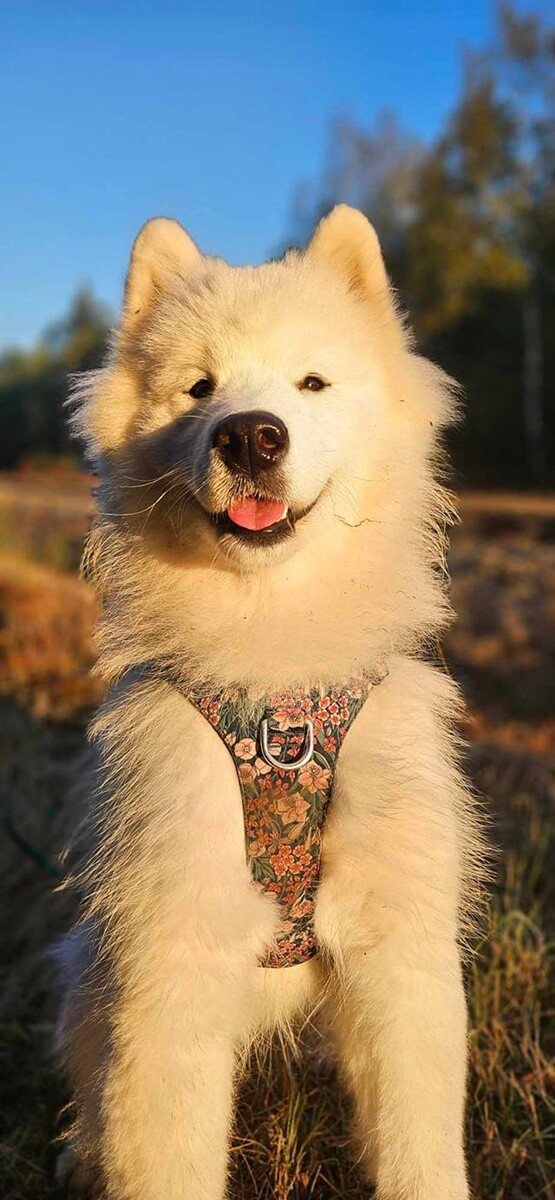 4 października obchodziliśmy Światowy Dzień Zwierząt. Oto pupile naszych Czytelników