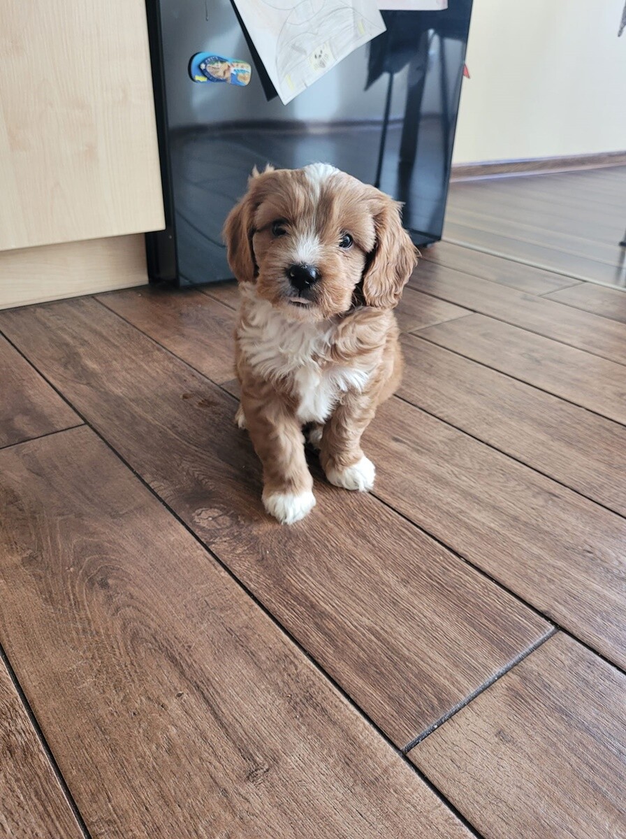 4 października obchodziliśmy Światowy Dzień Zwierząt. Oto pupile naszych Czytelników