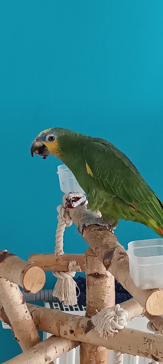 4 października obchodziliśmy Światowy Dzień Zwierząt. Oto pupile naszych Czytelników