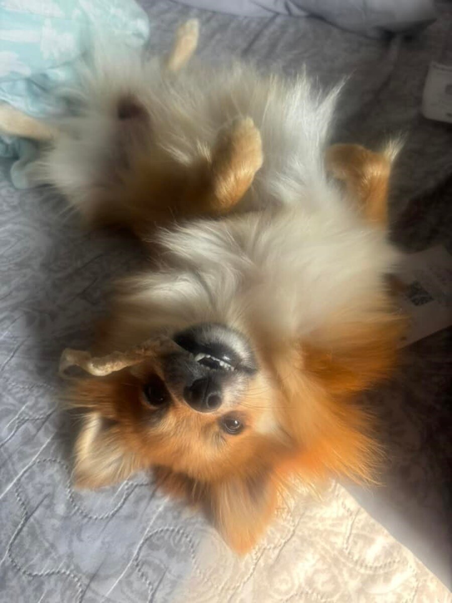 4 października obchodziliśmy Światowy Dzień Zwierząt. Oto pupile naszych Czytelników