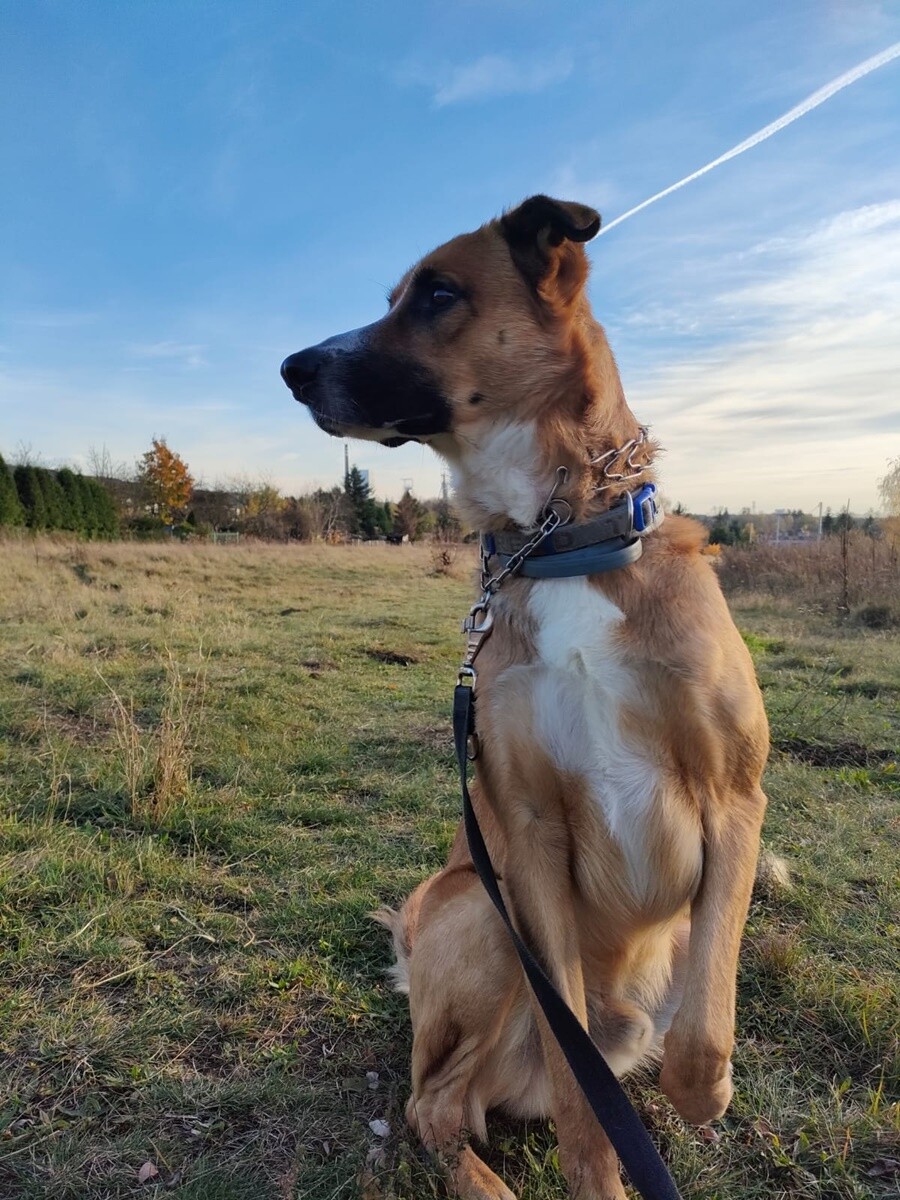 4 października obchodziliśmy Światowy Dzień Zwierząt. Oto pupile naszych Czytelników