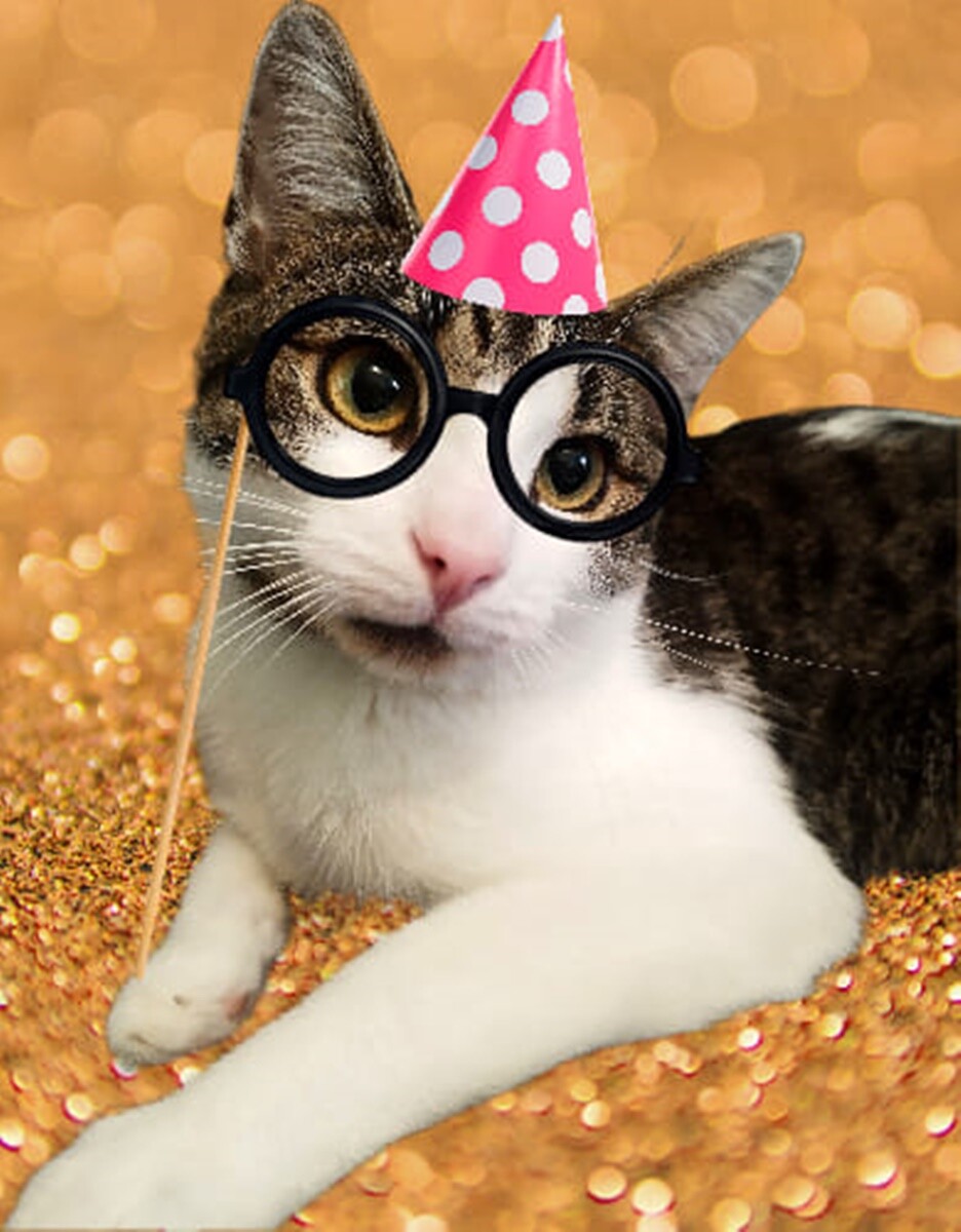 4 października obchodziliśmy Światowy Dzień Zwierząt. Oto pupile naszych Czytelników