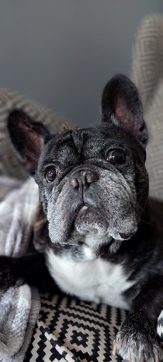 4 października obchodziliśmy Światowy Dzień Zwierząt. Oto pupile naszych Czytelników