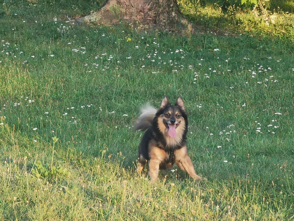 4 października obchodziliśmy Światowy Dzień Zwierząt. Oto pupile naszych Czytelników