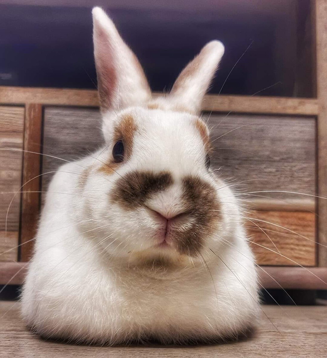 4 października obchodziliśmy Światowy Dzień Zwierząt. Oto pupile naszych Czytelników
