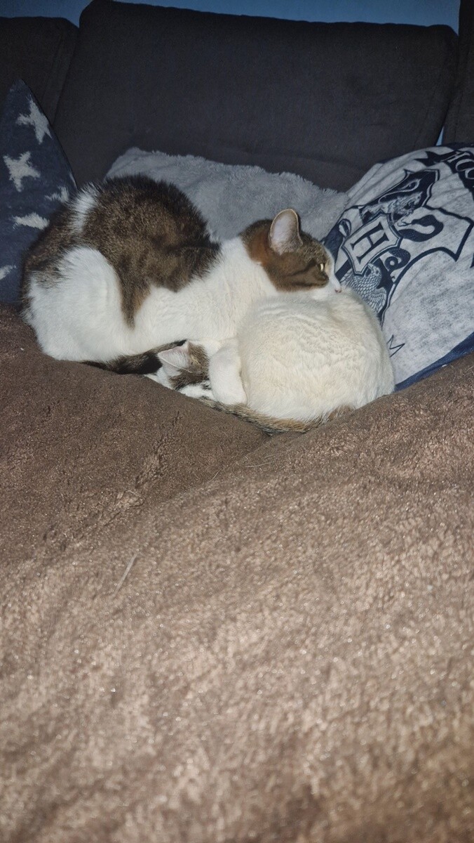 4 października obchodziliśmy Światowy Dzień Zwierząt. Oto pupile naszych Czytelników