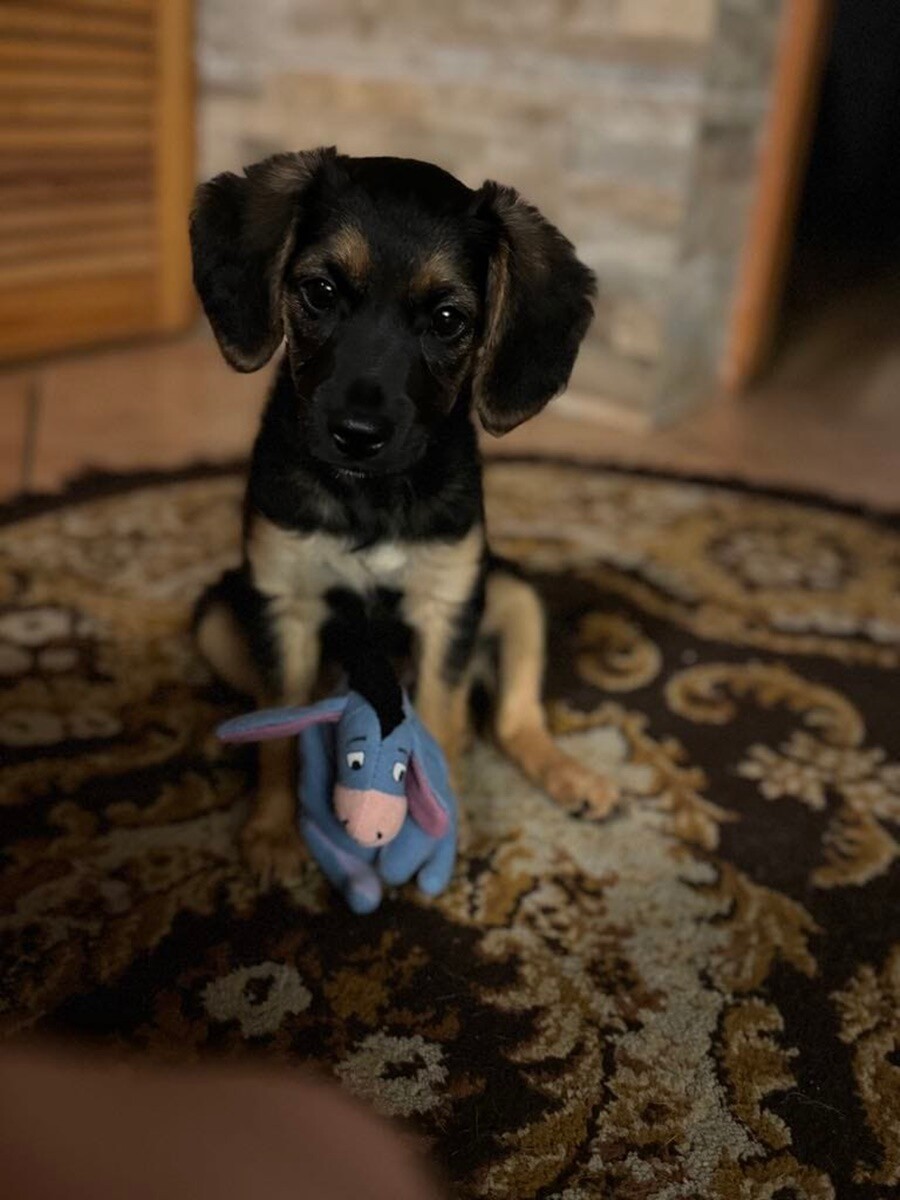 4 października obchodziliśmy Światowy Dzień Zwierząt. Oto pupile naszych Czytelników