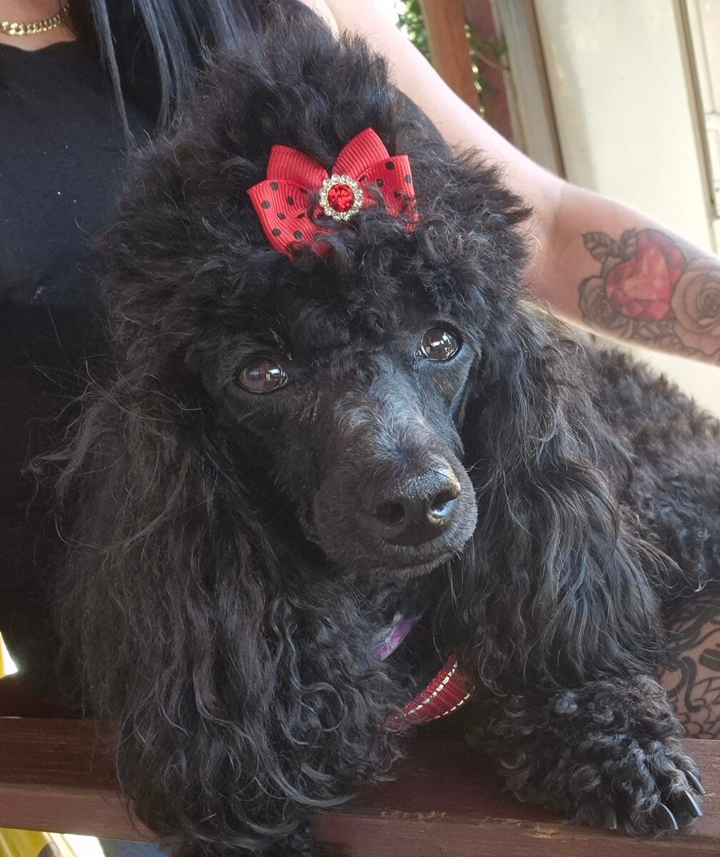 4 października obchodziliśmy Światowy Dzień Zwierząt. Oto pupile naszych Czytelników