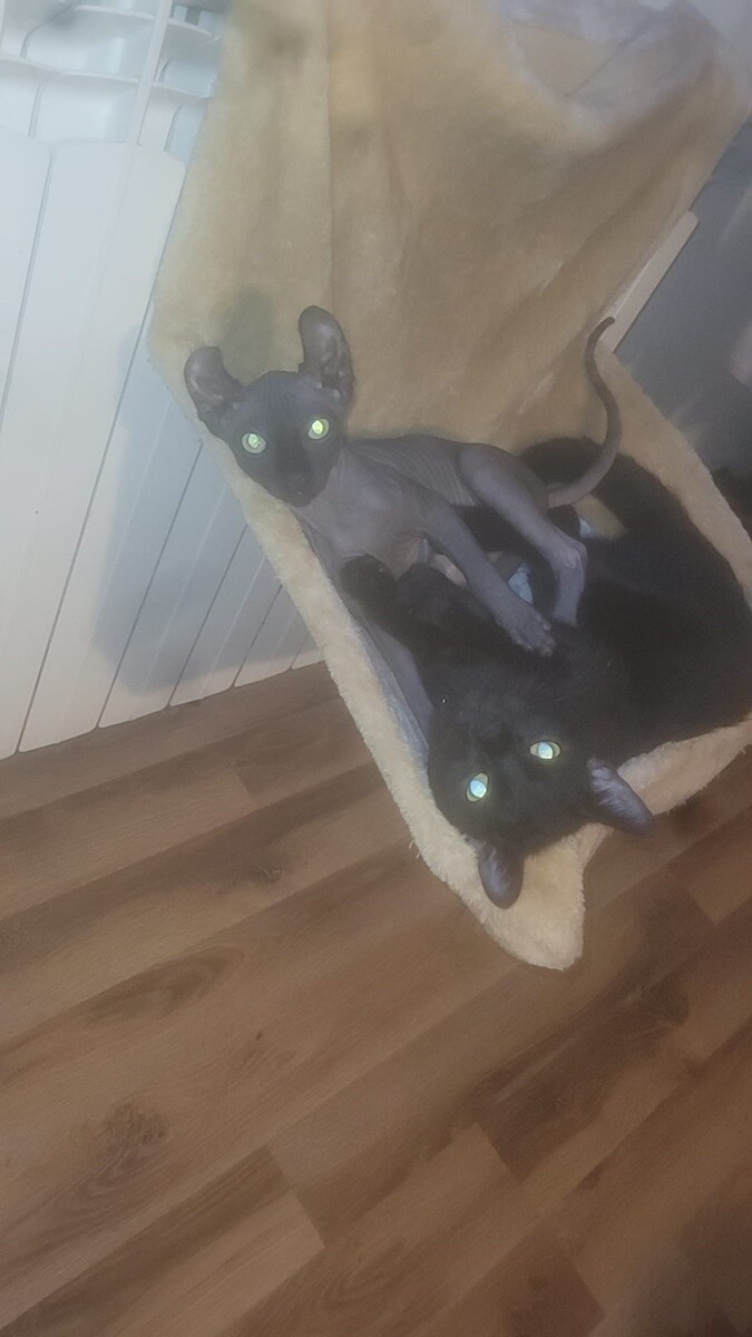 4 października obchodziliśmy Światowy Dzień Zwierząt. Oto pupile naszych Czytelników