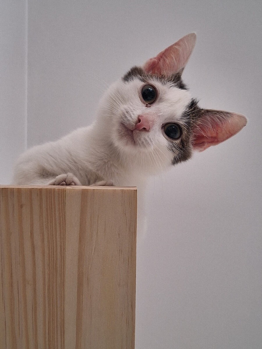 4 października obchodziliśmy Światowy Dzień Zwierząt. Oto pupile naszych Czytelników