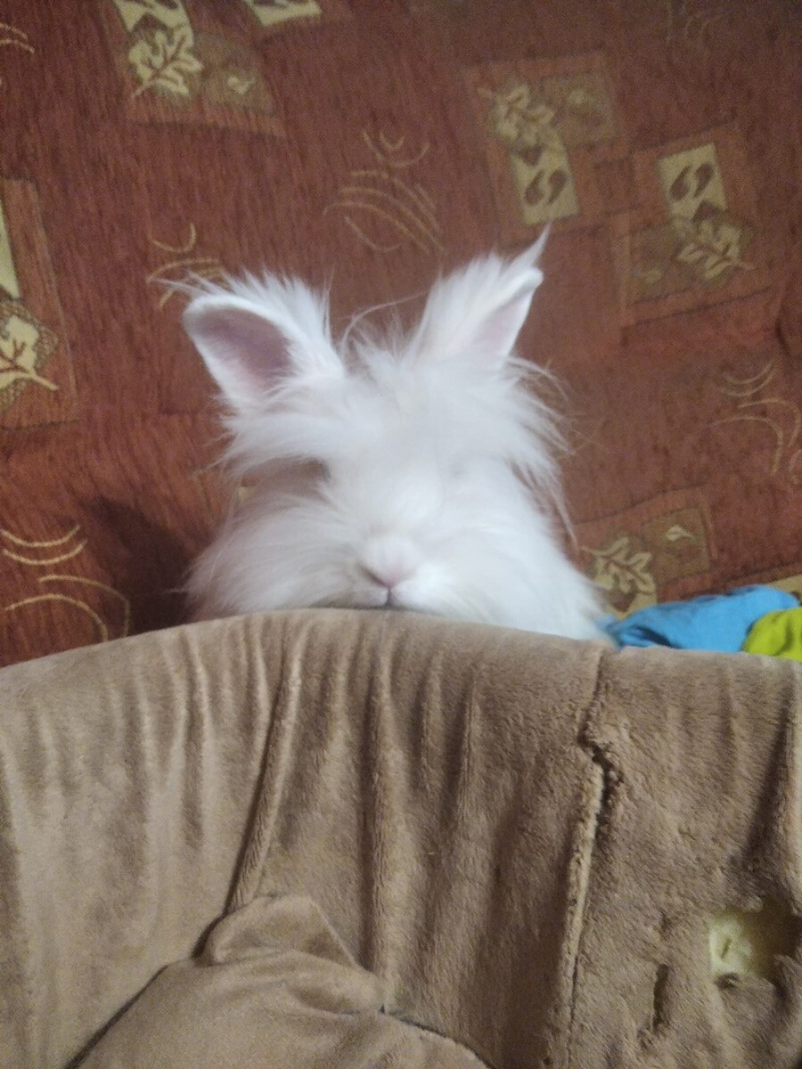 4 października obchodziliśmy Światowy Dzień Zwierząt. Oto pupile naszych Czytelników