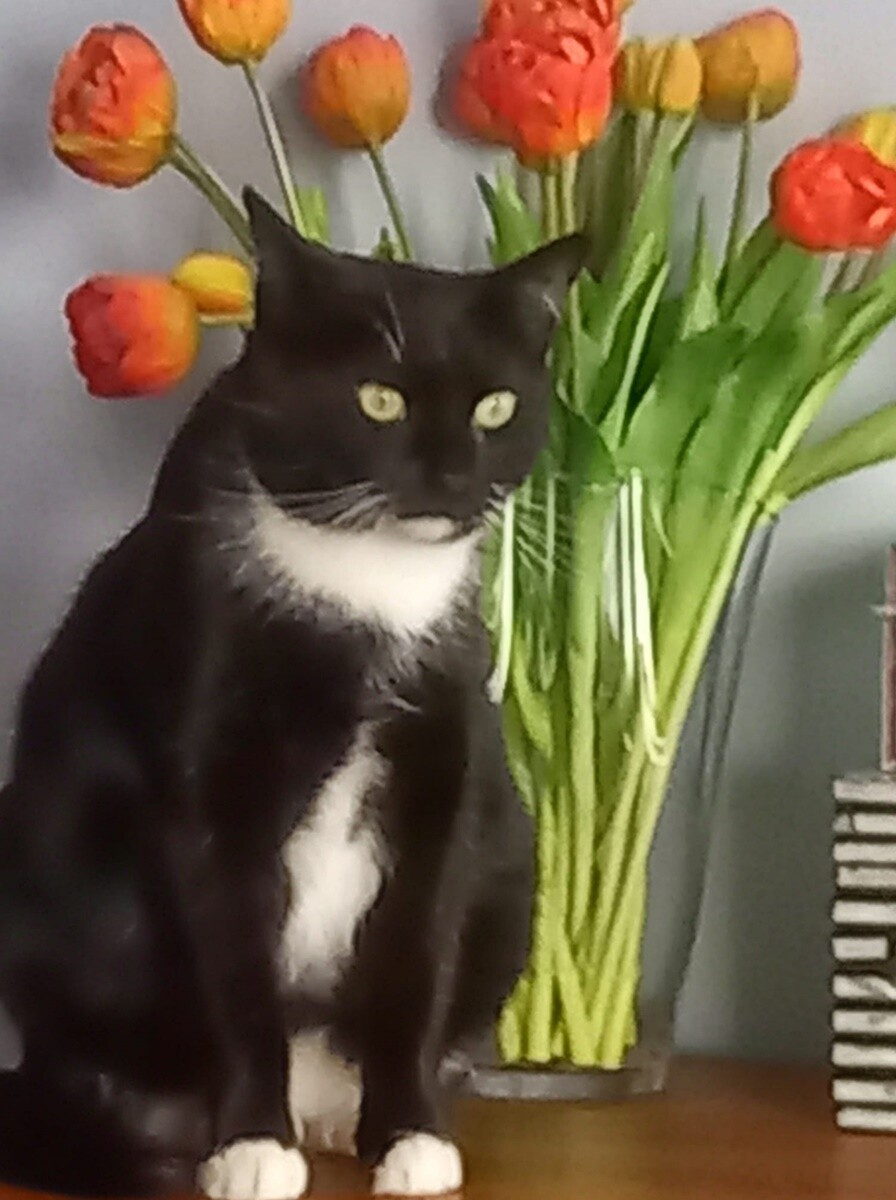 4 października obchodziliśmy Światowy Dzień Zwierząt. Oto pupile naszych Czytelników