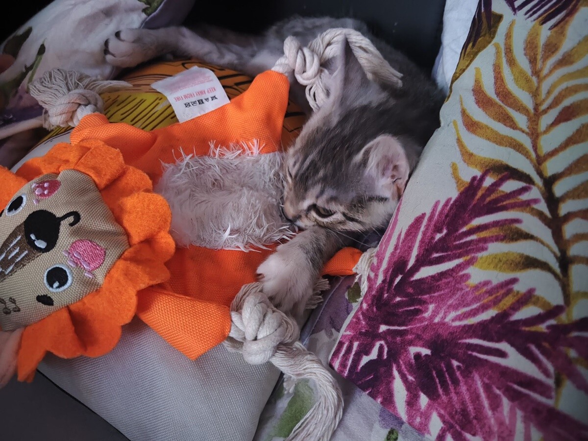 4 października obchodziliśmy Światowy Dzień Zwierząt. Oto pupile naszych Czytelników