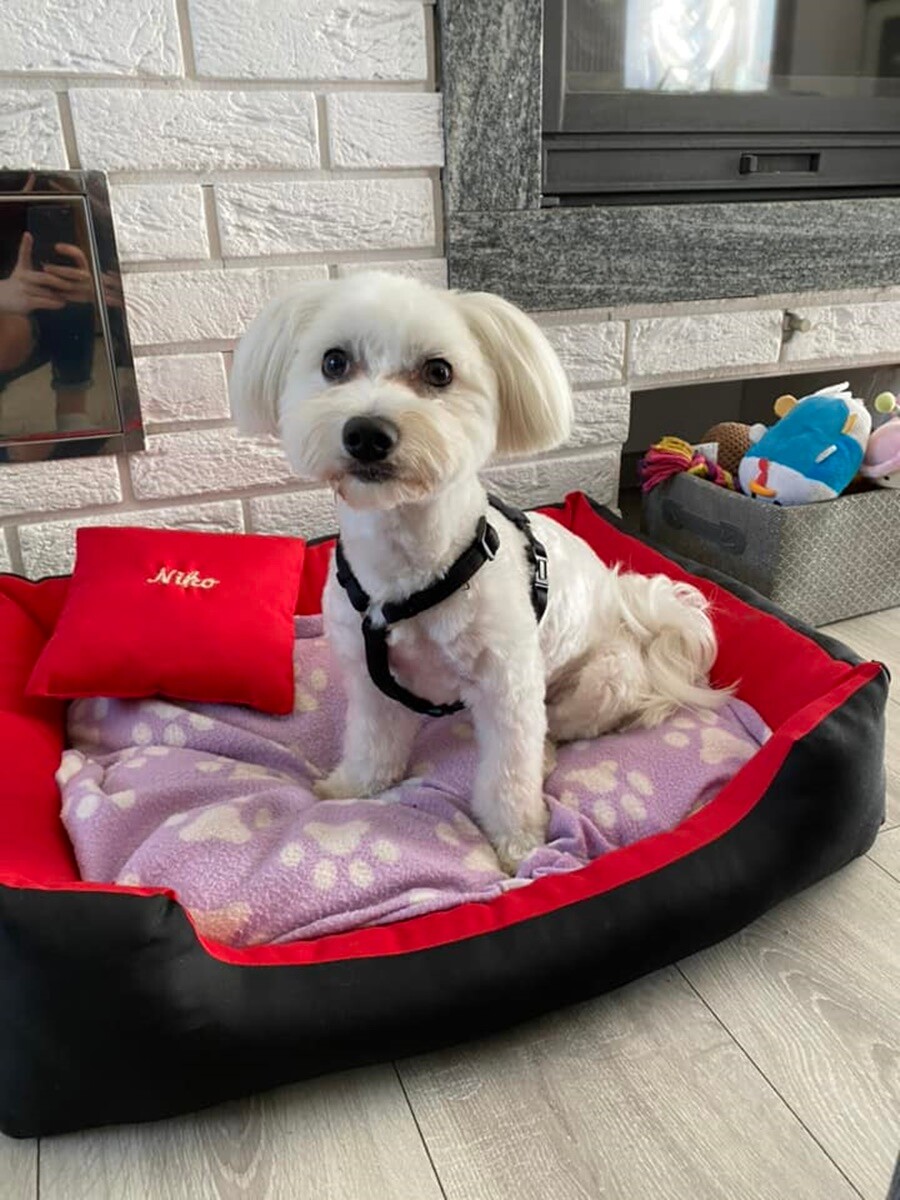 4 października obchodziliśmy Światowy Dzień Zwierząt. Oto pupile naszych Czytelników