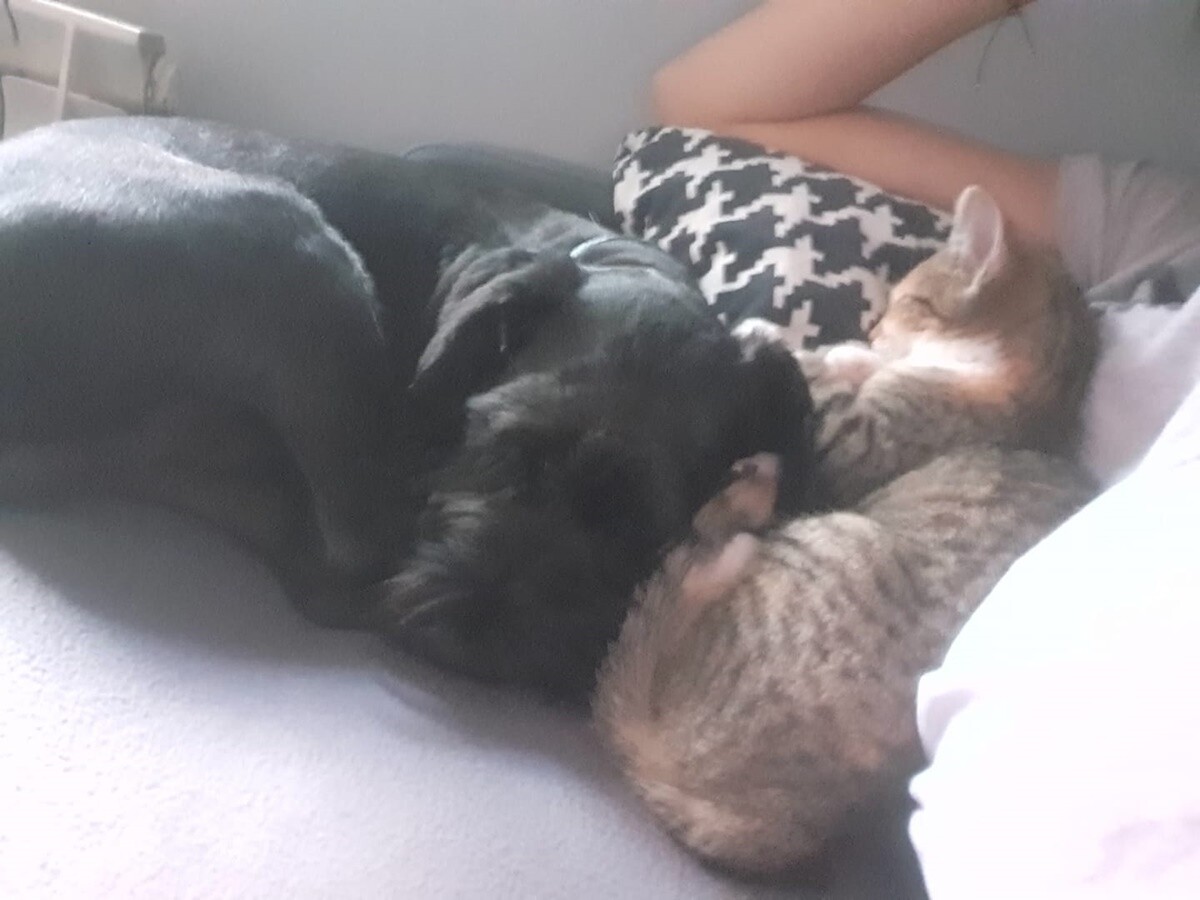 4 października obchodziliśmy Światowy Dzień Zwierząt. Oto pupile naszych Czytelników